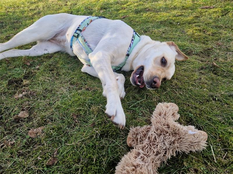 Labrador Welpen - suchen ihr 5-Sterne Zuhause