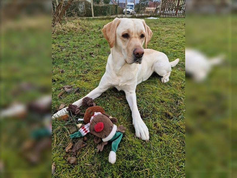 Labrador Welpen - suchen ihr 5-Sterne Zuhause