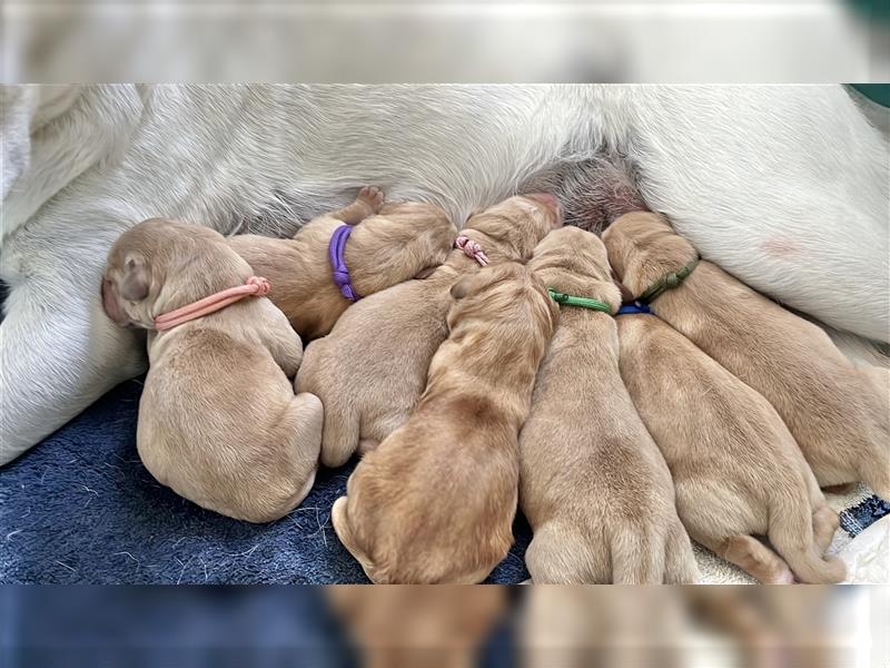 Gelbe Labrador Retriever Welpen Honigtöpfe