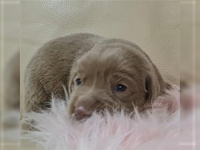 Labrador Welpen in silber mit Ahnentafel