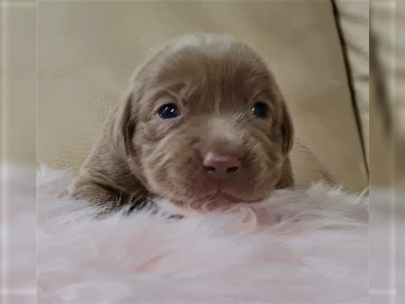 Labrador Welpen in silber mit Ahnentafel