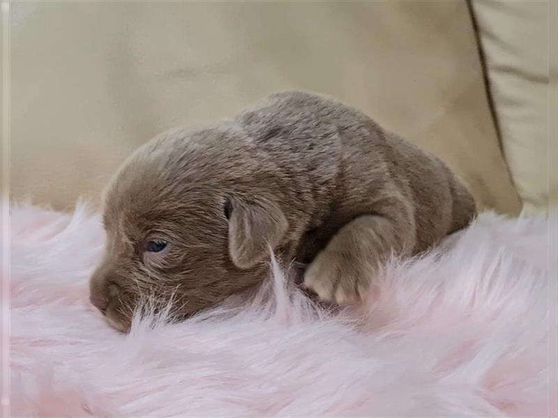 Labrador Welpen in silber mit Ahnentafel