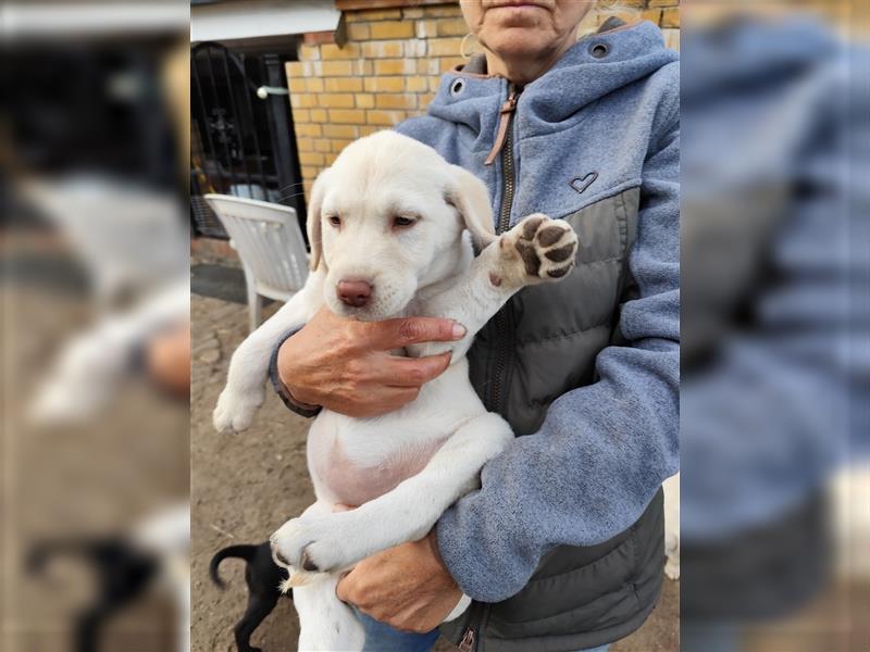 Labrador Welpen ab sofort abzugeben