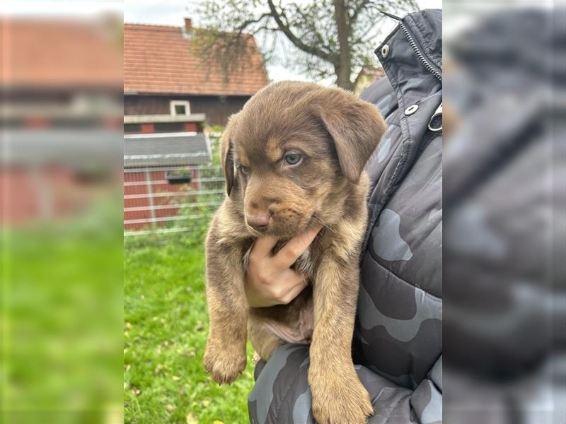 Labrador - Australian Shepherd Welpen Aussiedor-Welpen