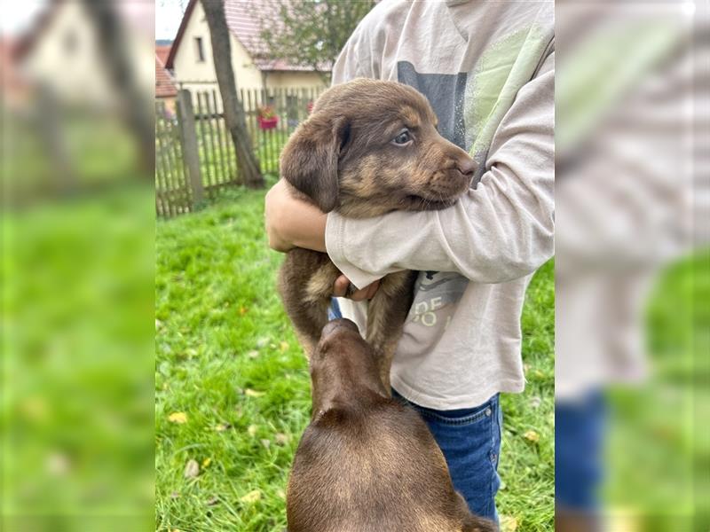 Labrador - Australian Shepherd Welpen Aussiedor-Welpen