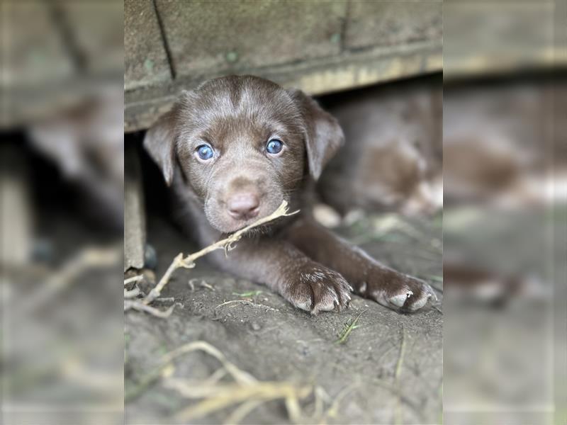 Labrador - Australian Shepherd Welpen Aussiedor-Welpen