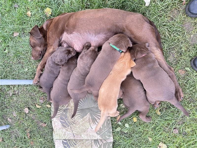 Labrador - Australian Shepherd Welpen Aussiedor-Welpen