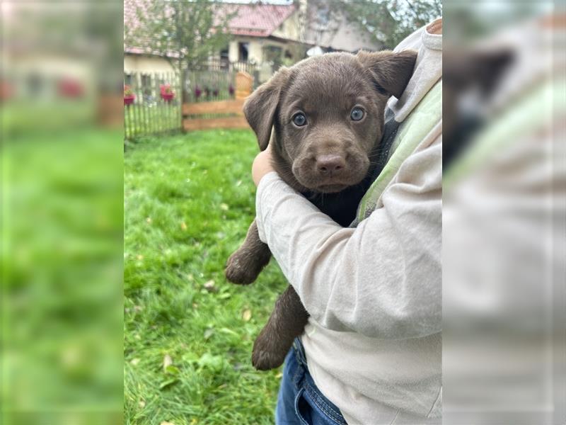 Labrador - Australian Shepherd Welpen Aussiedor-Welpen