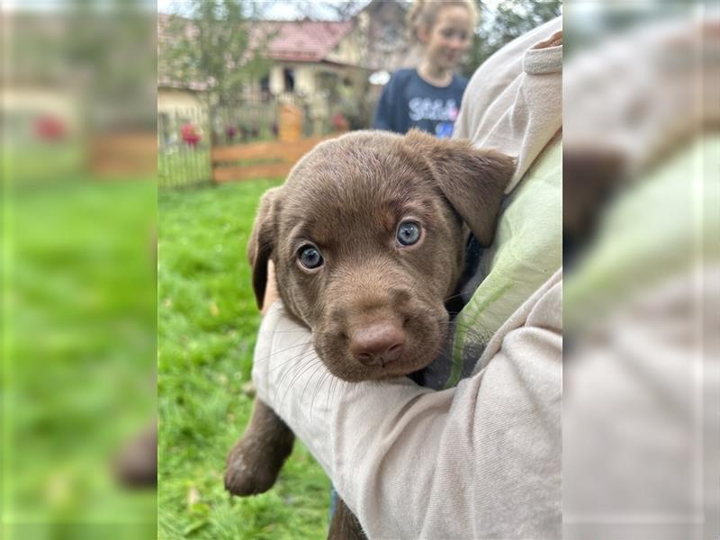 Labrador - Australian Shepherd Welpen Aussiedor-Welpen