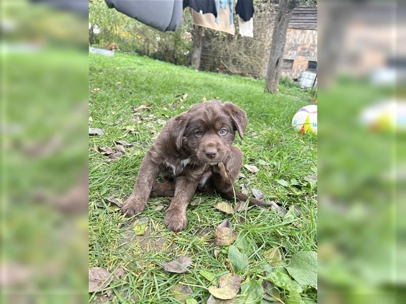 Labrador - Australian Shepherd Welpen Aussiedor-Welpen