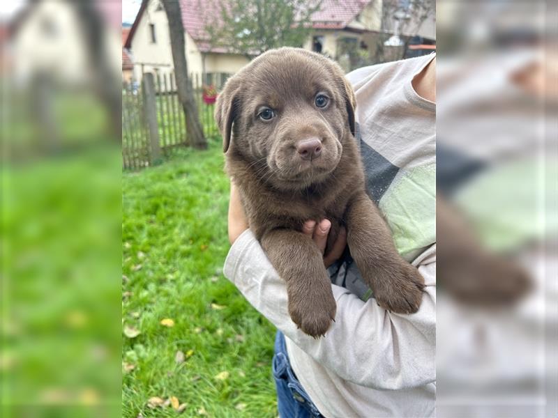 Labrador - Australian Shepherd Welpen Aussiedor-Welpen