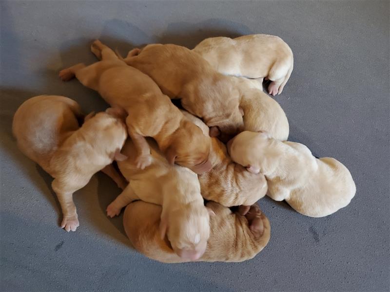 Zuckersüsse reinrassige Labrador Welpen in Foxred und Blond