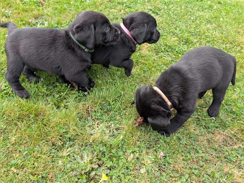 Labrador Welpen schwarz mit Ahnentafel ,,Körzucht,,