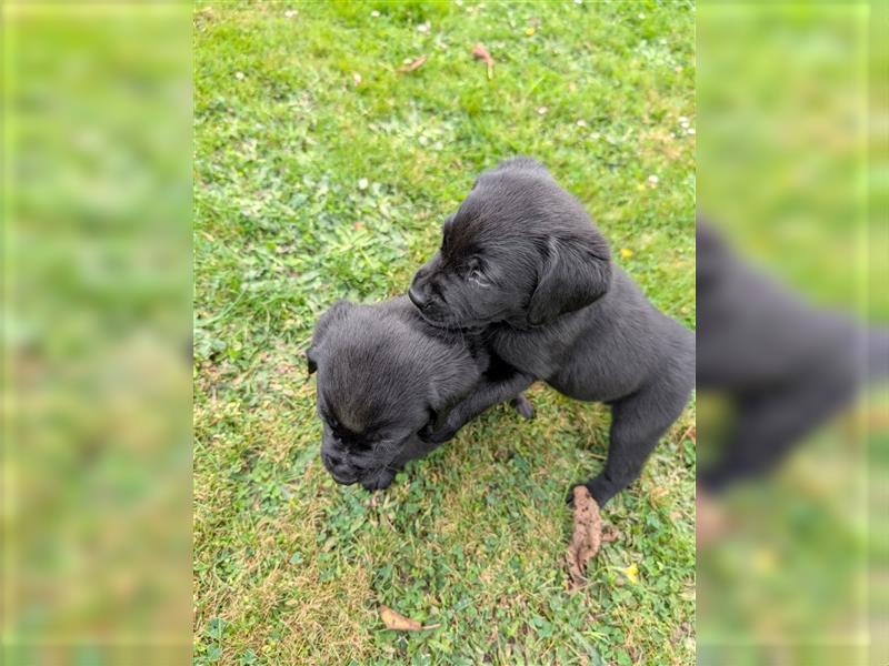 Labrador Welpen schwarz mit Ahnentafel ,,Körzucht,,