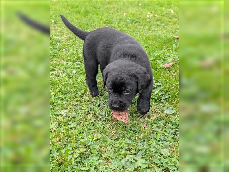 Labrador Welpen schwarz mit Ahnentafel ,,Körzucht,,