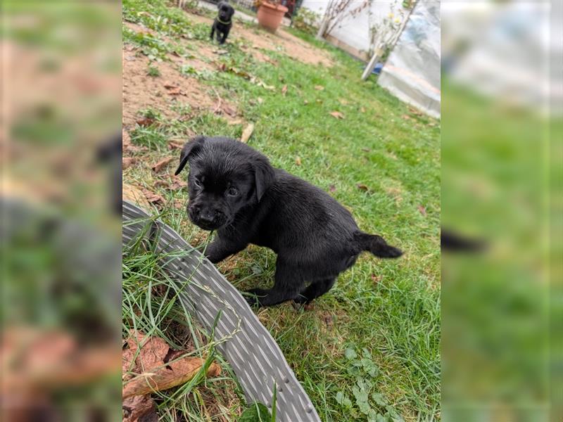 Labrador Welpen schwarz mit Ahnentafel ,,Körzucht,,