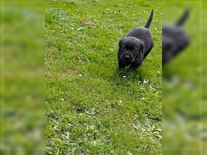 Labrador Welpen schwarz mit Ahnentafel ,,Körzucht,,