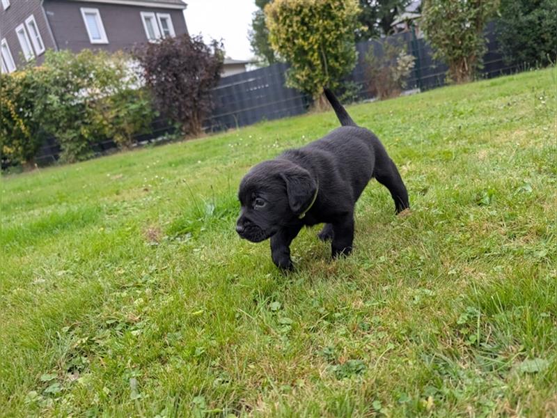 Labrador Welpen schwarz mit Ahnentafel ,,Körzucht,,