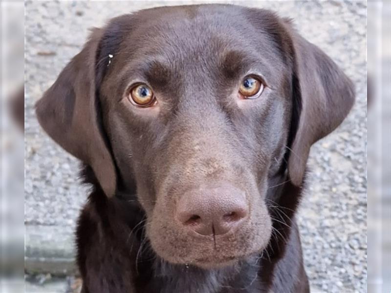 Labrador Welpen schwarz mit Ahnentafel ,,Körzucht,,