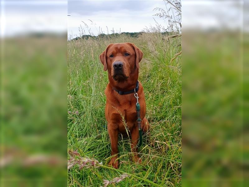 Labrador Welpen schwarz mit Ahnentafel ,,Körzucht,,