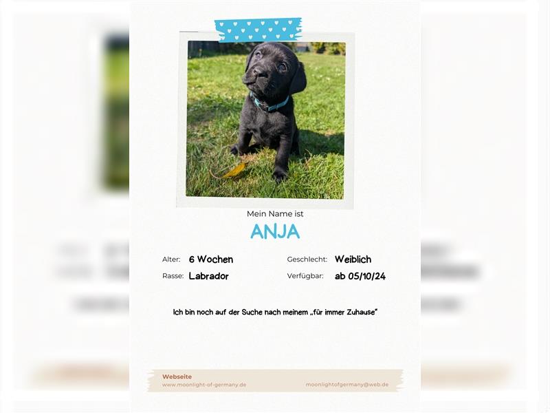 Labrador Welpen schwarz mit Ahnentafel ,,Körzucht,,