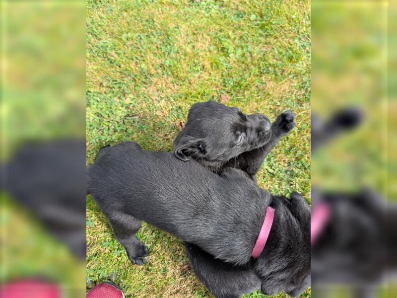 Labrador Welpen schwarz mit Ahnentafel ,,Körzucht,,