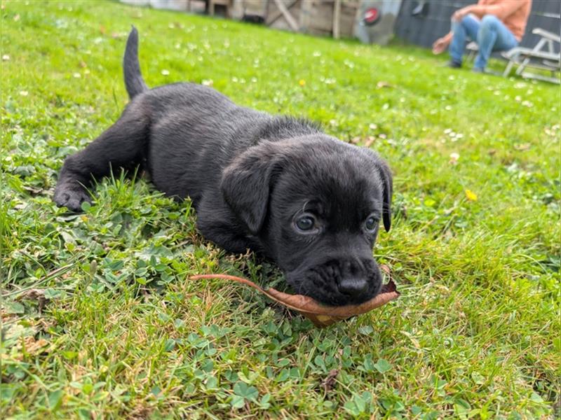 Labrador Welpen schwarz mit Ahnentafel ,,Körzucht,,