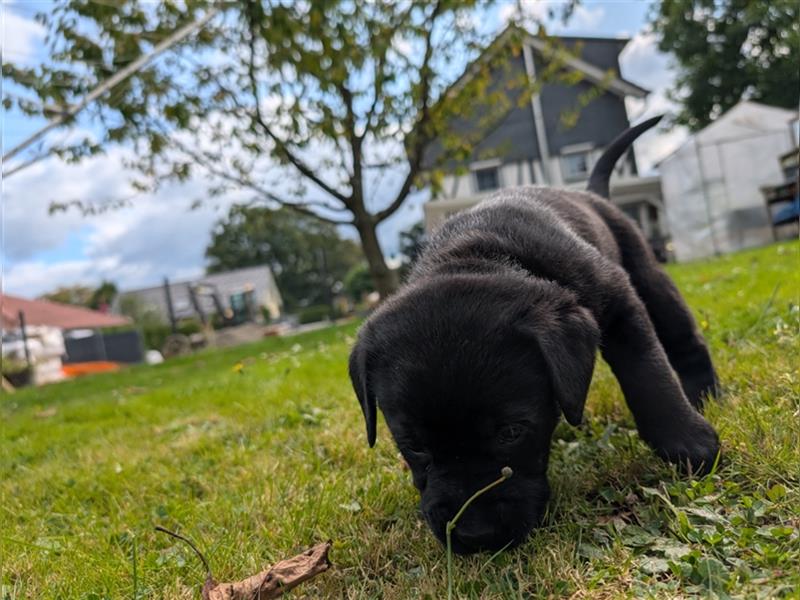 Labrador Welpen schwarz mit Ahnentafel ,,Körzucht,,