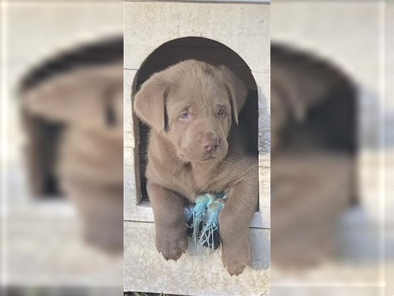 Labrador Welpen in der Farbe Silber mit Ahnentafel!