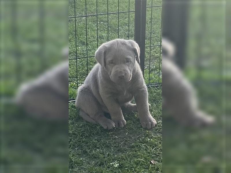 Labrador Welpen in der Farbe Silber mit Ahnentafel!