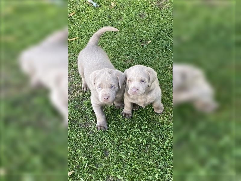 Labrador Welpen in der Farbe Silber mit Ahnentafel!