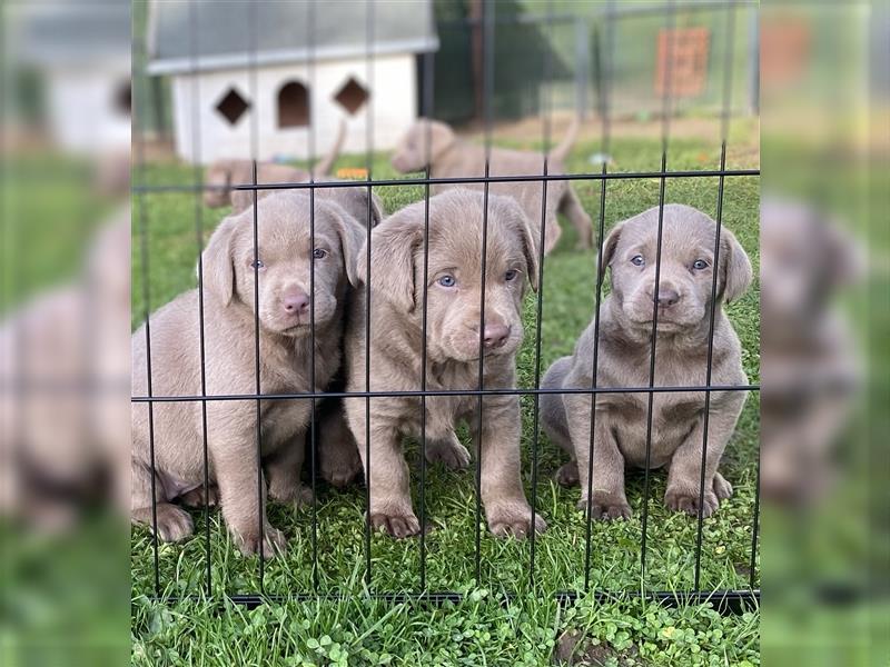 Labrador Welpen in der Farbe Silber mit Ahnentafel!