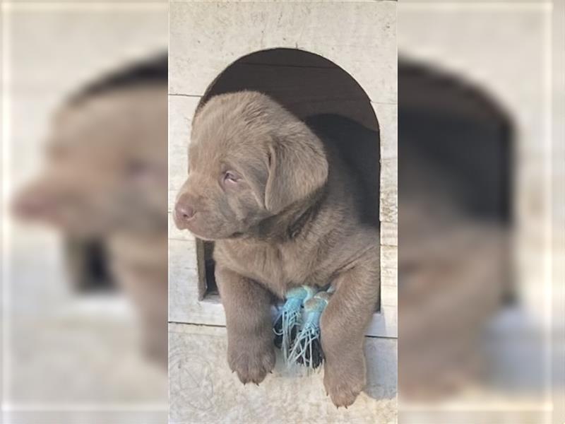 Labrador Welpen in der Farbe Silber mit Ahnentafel!