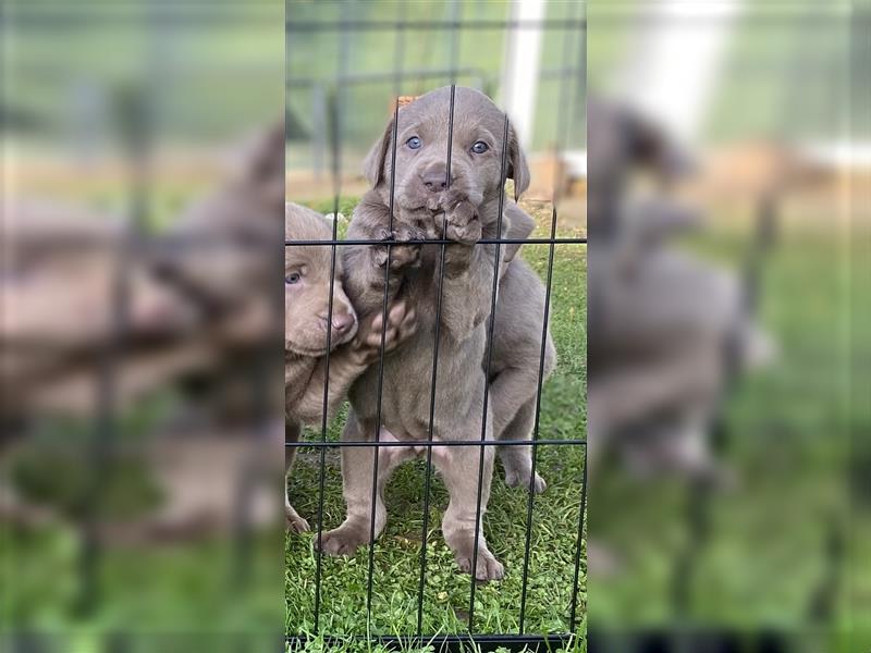 Labrador Welpen in der Farbe Silber mit Ahnentafel!