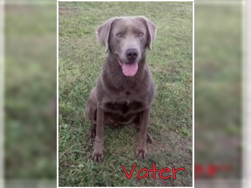 Labrador Welpen in der Farbe Silber mit Ahnentafel!