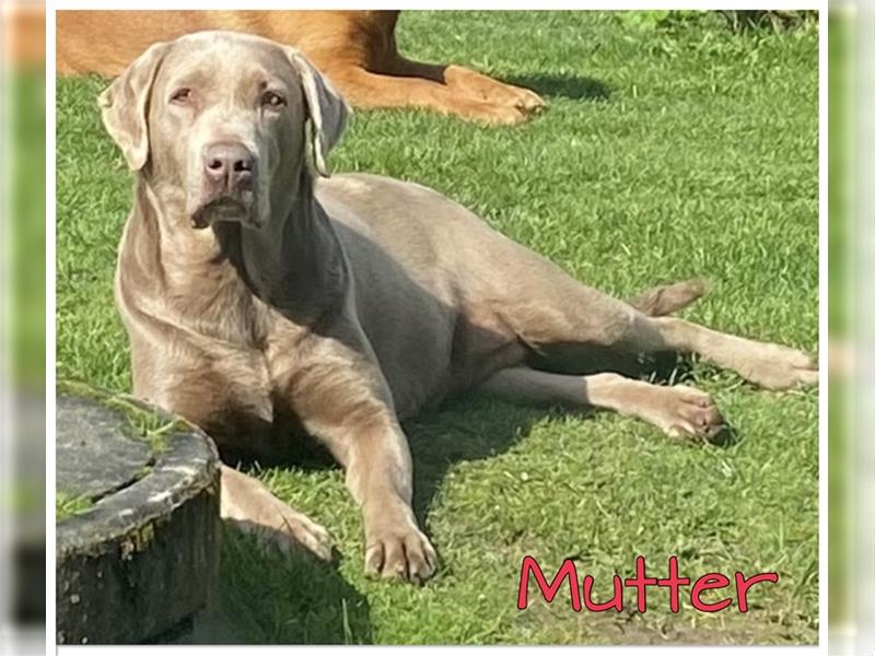 Labrador Welpen in der Farbe Silber mit Ahnentafel!