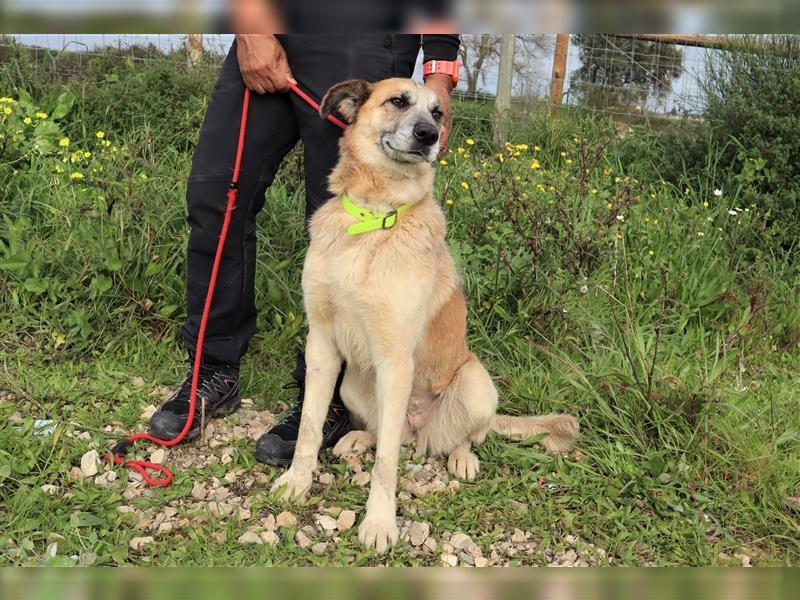 Julie, Mix Labrador / Schäferhund, freundlich und sozial