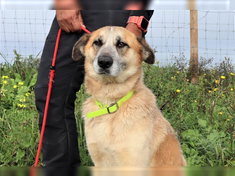 Julie, Mix Labrador / Schäferhund, freundlich und sozial