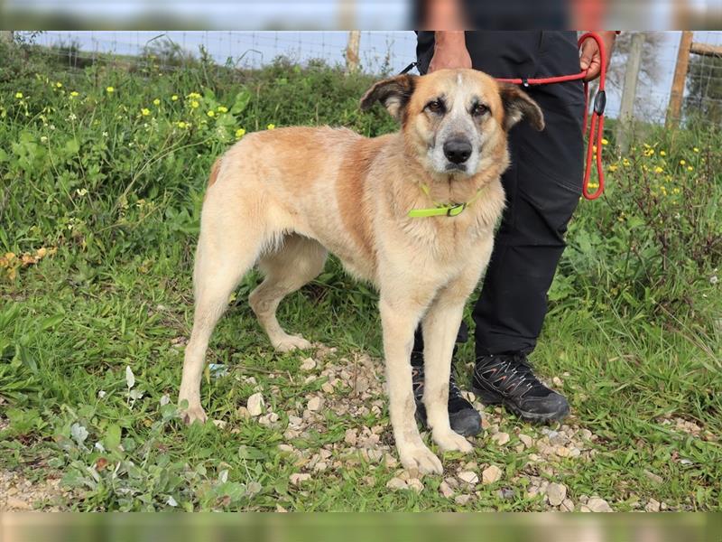 Julie, Mix Labrador / Schäferhund, freundlich und sozial