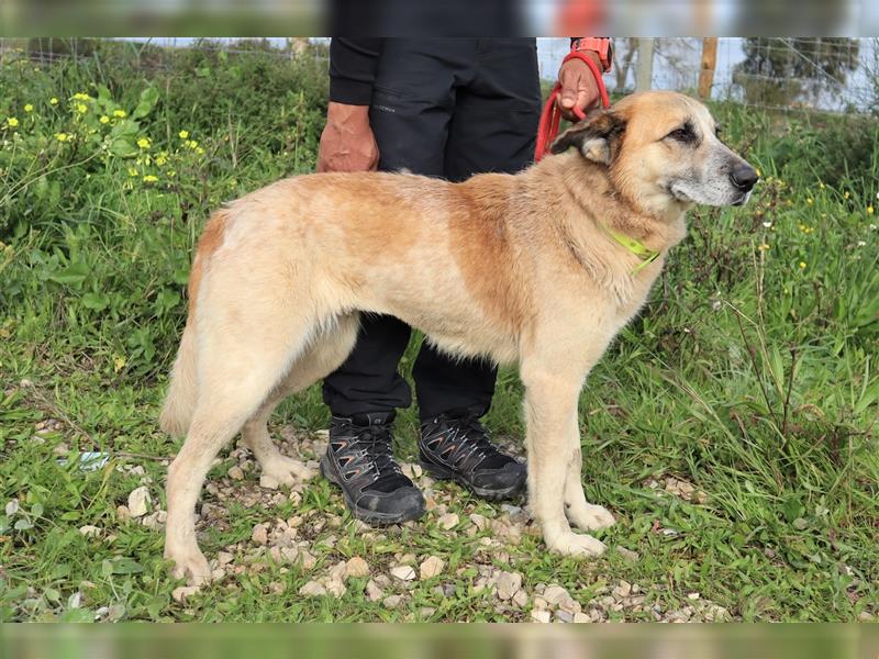 Julie, Mix Labrador / Schäferhund, freundlich und sozial