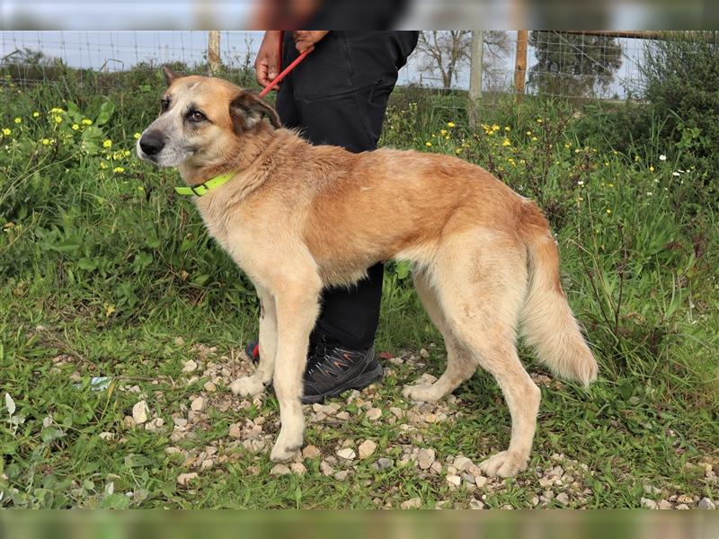 Julie, Mix Labrador / Schäferhund, freundlich und sozial