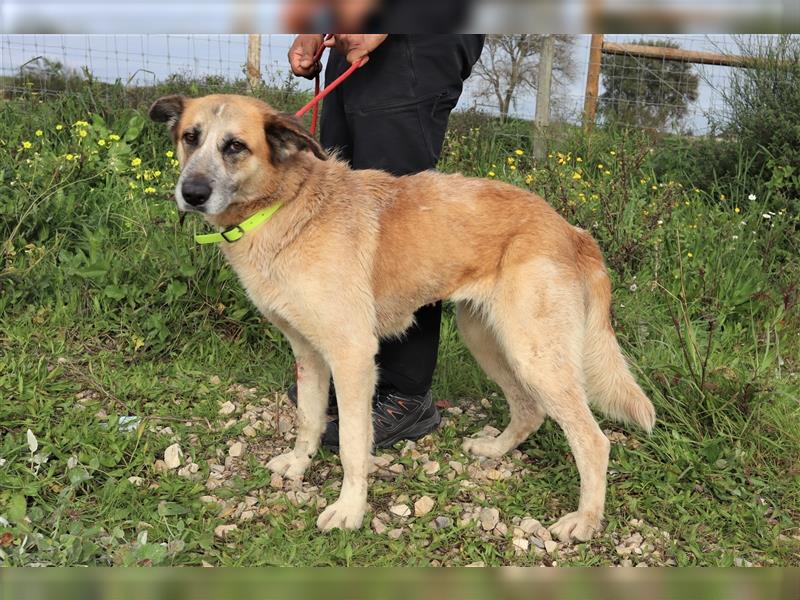 Julie, Mix Labrador / Schäferhund, freundlich und sozial