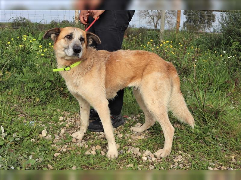 Julie, Mix Labrador / Schäferhund, freundlich und sozial