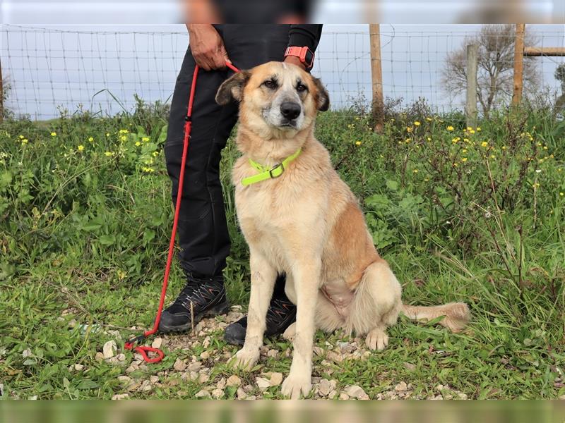 Julie, Mix Labrador / Schäferhund, freundlich und sozial