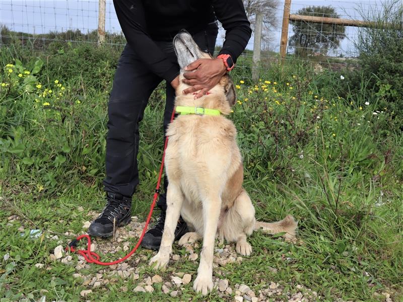 Julie, Mix Labrador / Schäferhund, freundlich und sozial