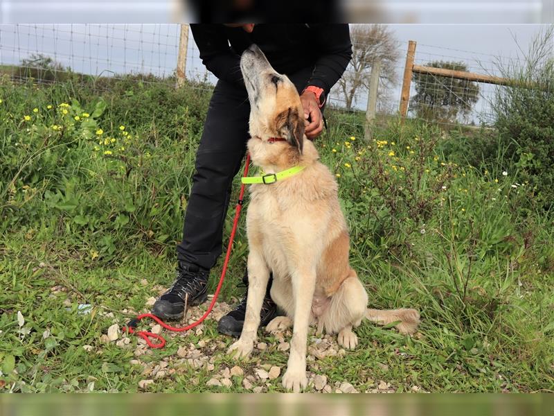 Julie, Mix Labrador / Schäferhund, freundlich und sozial