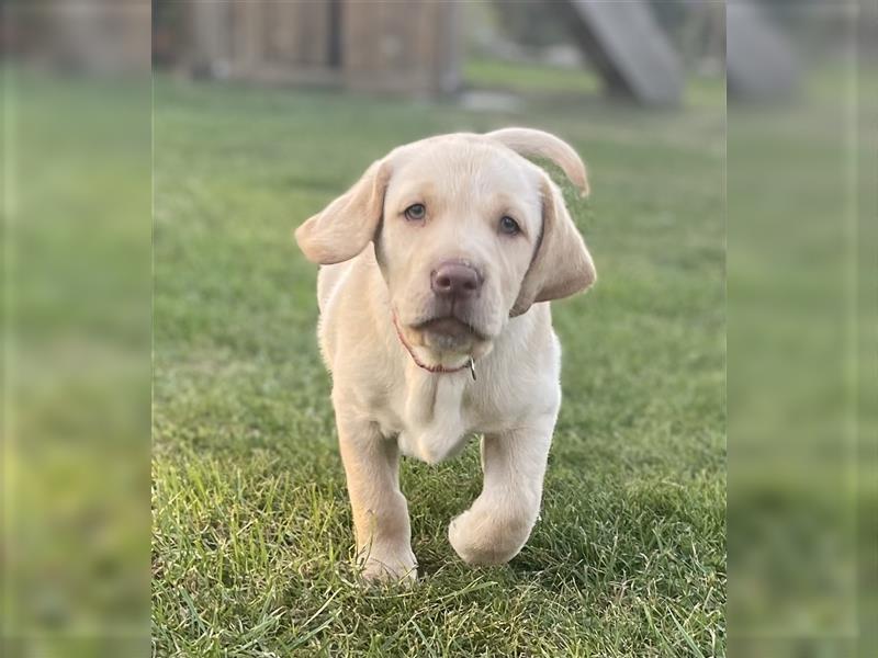 Abgabebereit - blonde reinrassige Labradorhündin 8 Wochen