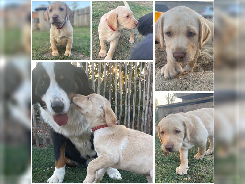 Abgabebereit - blonde reinrassige Labradorhündin 8 Wochen