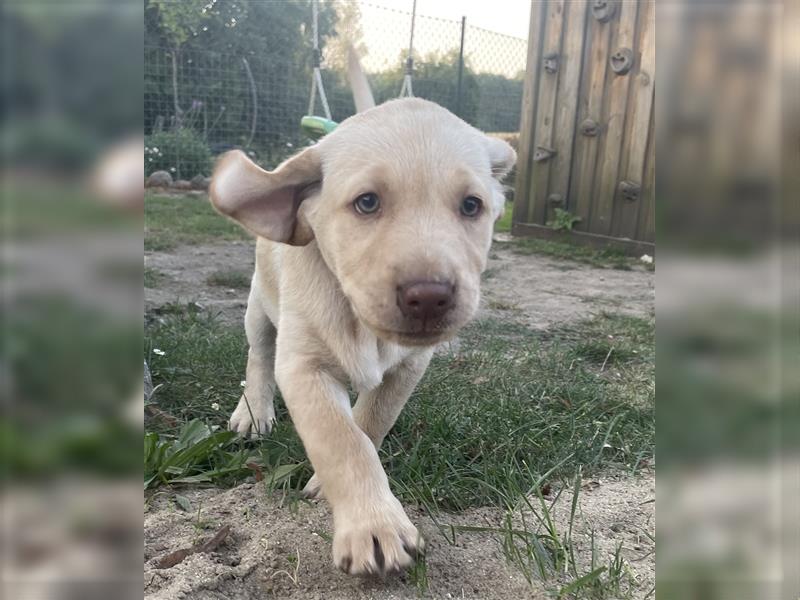 Abgabebereit - blonde reinrassige Labradorhündin 8 Wochen