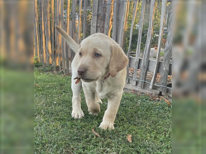 Abgabebereit - blonde reinrassige Labradorhündin 8 Wochen